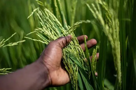 Organic Farming Revolution in the Hills